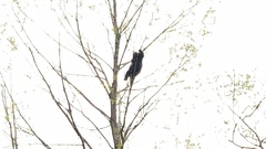 Erethizon dorsatum dorsatum