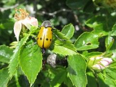 Lachnaia sexpunctata