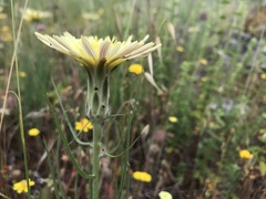 Scorzonera angustifolia