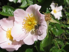 Lachnaia sexpunctata