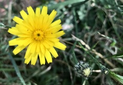 Hypochaeris radicata