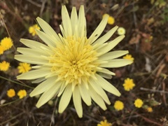 Scorzonera angustifolia