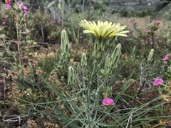 Scorzonera angustifolia