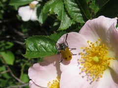 Lachnaia sexpunctata