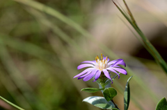 Symphyotrichum sericeum