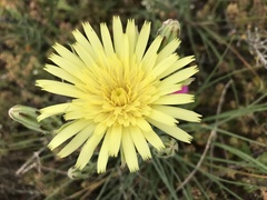 Scorzonera angustifolia