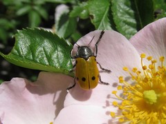 Lachnaia sexpunctata