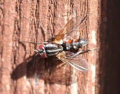 Mintho rufiventris