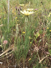 Scorzonera angustifolia