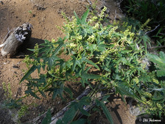 Dioscorea reticulata