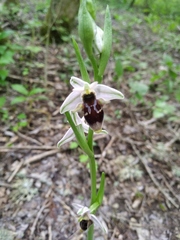 Ophrys oestrifera