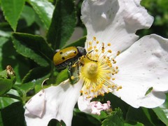 Lachnaia sexpunctata