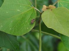 Physopelta fusciscutellata