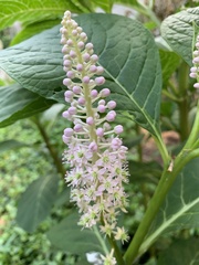 Phytolacca acinosa