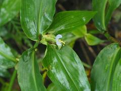 Commelina paludosa