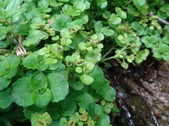 Chrysosplenium oppositifolium