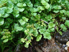 Chrysosplenium oppositifolium