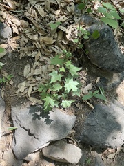 Acer pictum
