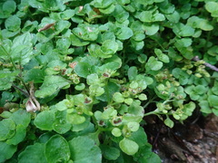 Chrysosplenium oppositifolium