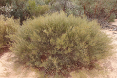 Acacia rigens
