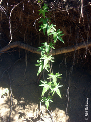 Dioscorea reticulata