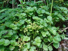 Chrysosplenium oppositifolium