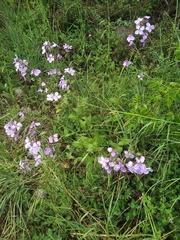 Hesperis pycnotricha