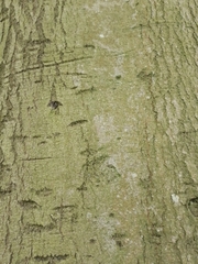 Fagus sylvatica