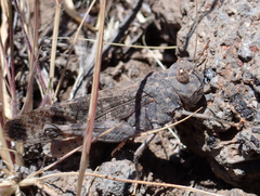 Scintharista notabilis