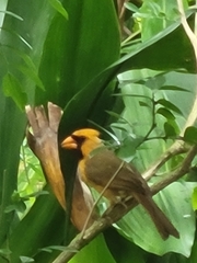 Cardinalis cardinalis