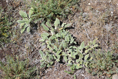 Salvia candidissima