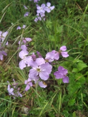 Hesperis pycnotricha
