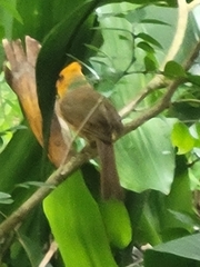 Cardinalis cardinalis