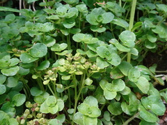 Chrysosplenium oppositifolium