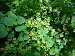 Chrysosplenium oppositifolium