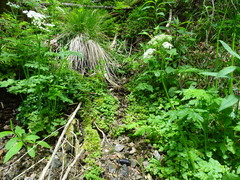 Chrysosplenium oppositifolium