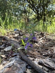 Scutellaria siphocampyloides