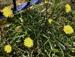 Hypochaeris radicata