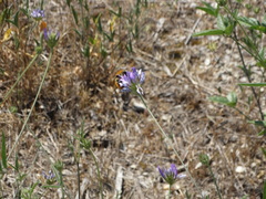 Bombus pascuorum