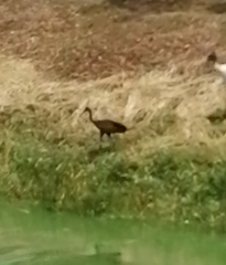 Aramus guarauna