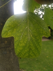 Liriodendron