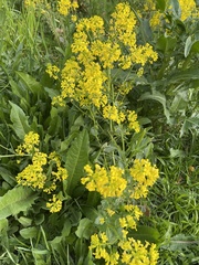 Barbarea vulgaris