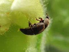 Brachypterolus