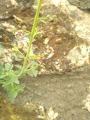 Scrophularia rupestris