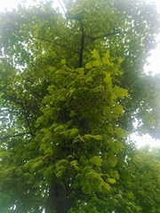 Liriodendron