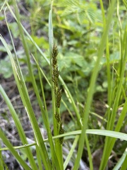 Carex vulpina
