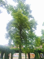 Liriodendron