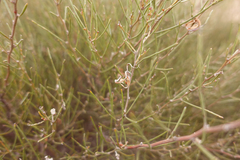 Acacia rigens