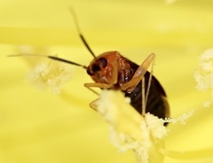 Rhinocapsus rubricans
