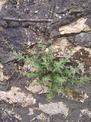 Scrophularia rupestris